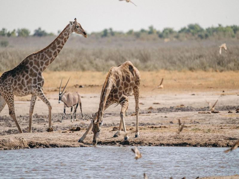 Etosha King Nehale