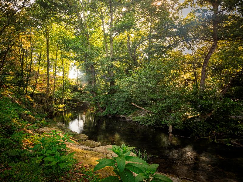 Lavandeira Douro Nature and Wellness image