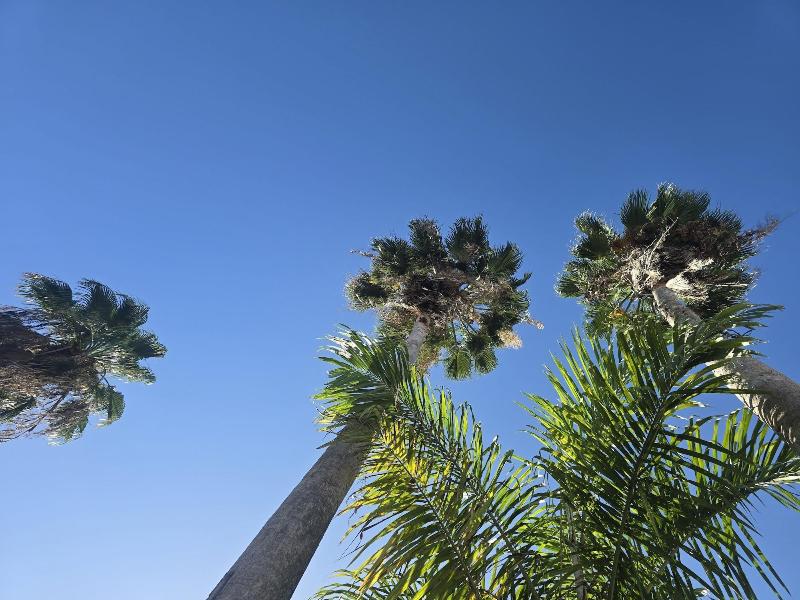Sea Shell Palms image