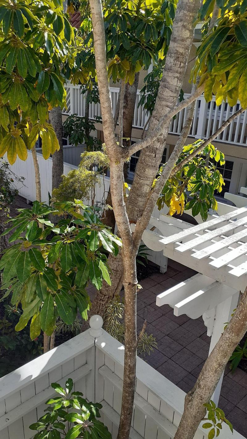 Tortuga Inn Beach Resort image