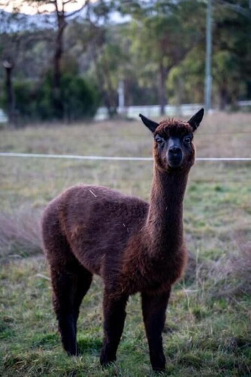 Deville at Healesville — main photo