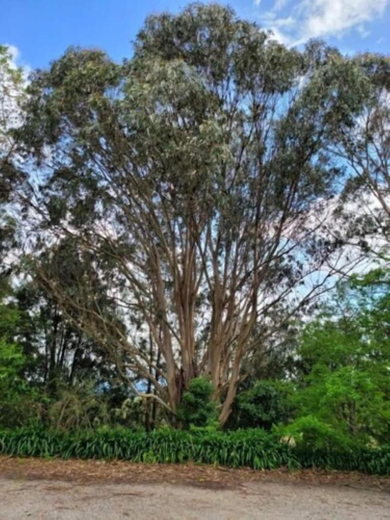 Deville at Healesville — photo 5