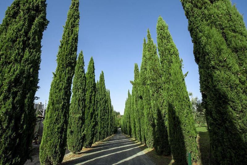 Tenuta Moriano image