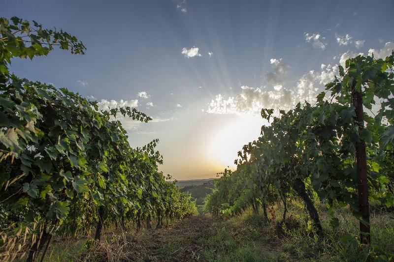 Tenuta Moriano image