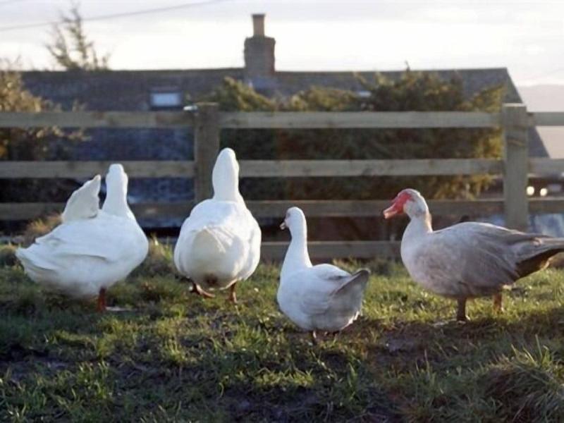 Ald White Craig Farm — photo 3