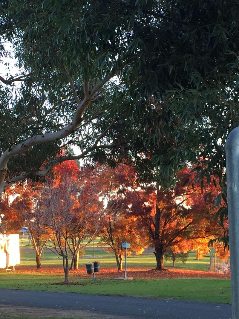 Junee Tourist Park image
