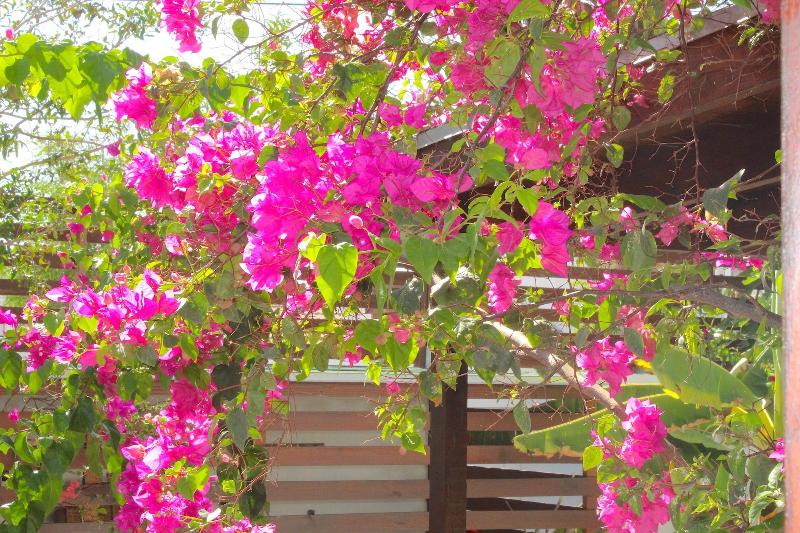 Aruba Lagunita image