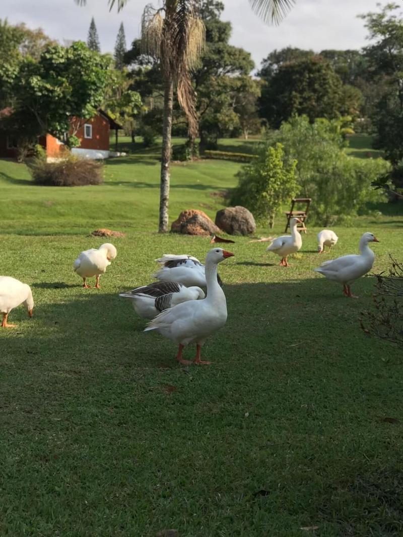 Polo Hotel Fazenda