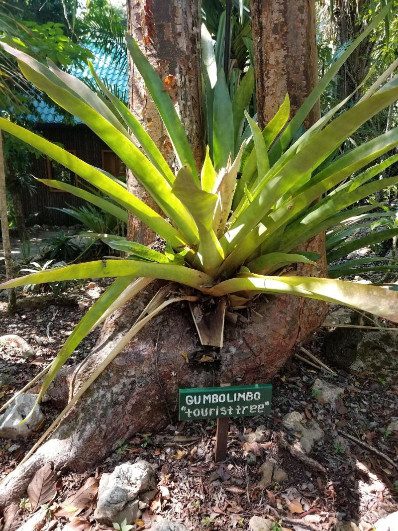 Mariposa Jungle Lodge image