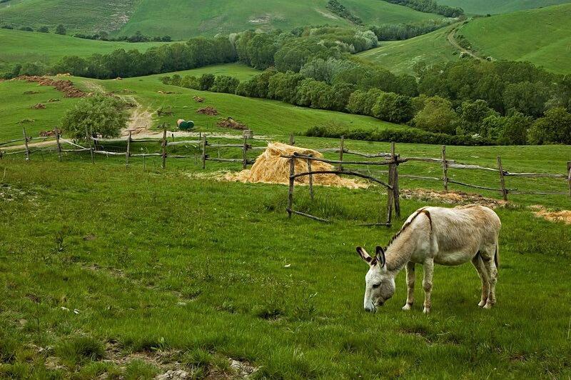 Fattoria Lischeto image