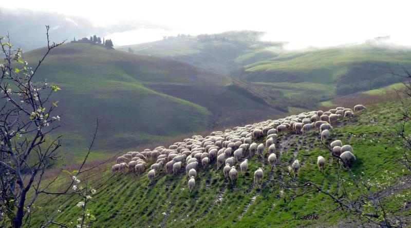 Fattoria Lischeto image