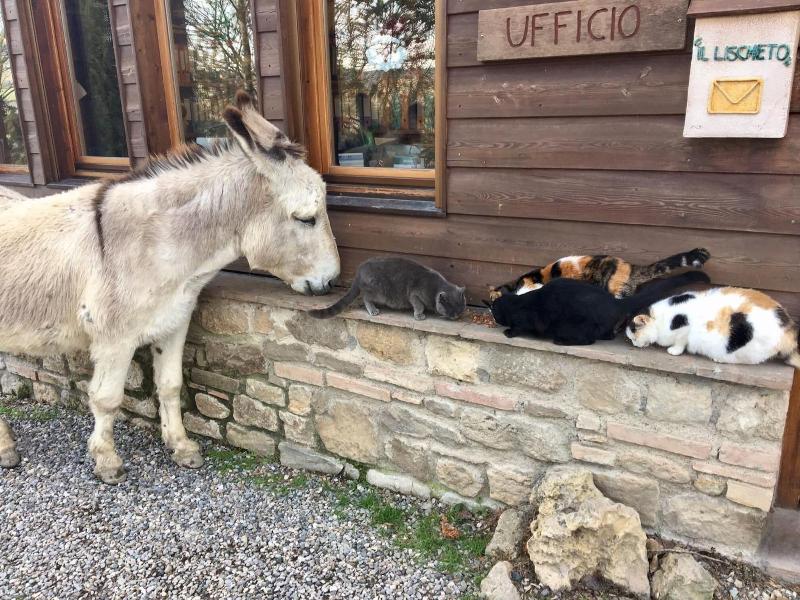 Fattoria Lischeto image