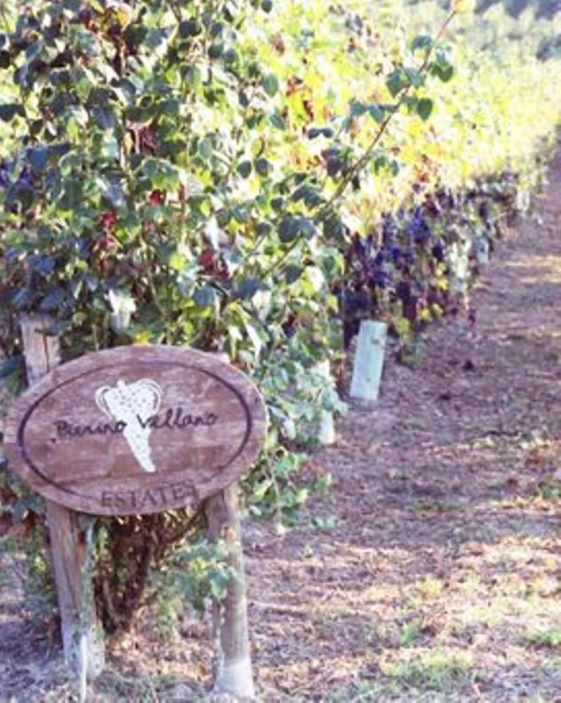 Agriturismo Ca San Sebastiano Wine Resort & Spa image