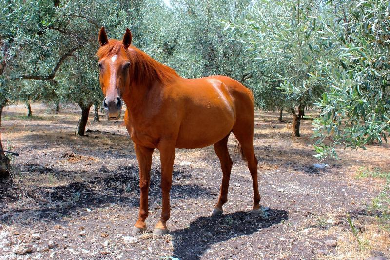 Tenuta di Roccadia image