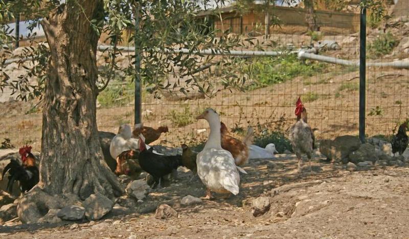 Tenuta di Roccadia image