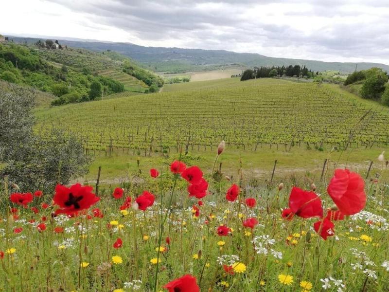 Agriturismo Crocino in Chianti image