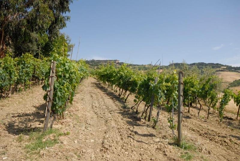 Agriturismo Mannaioni image