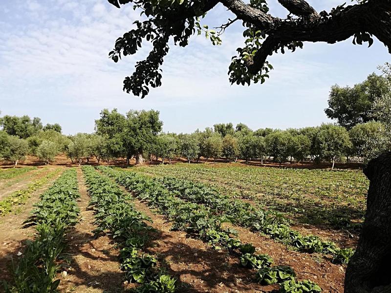 Masseria Don Sante image
