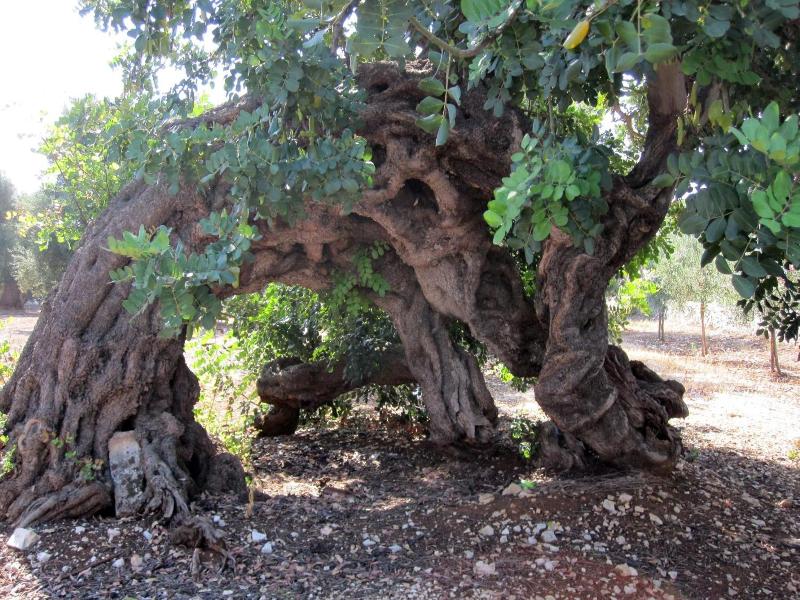 Masseria Don Sante image