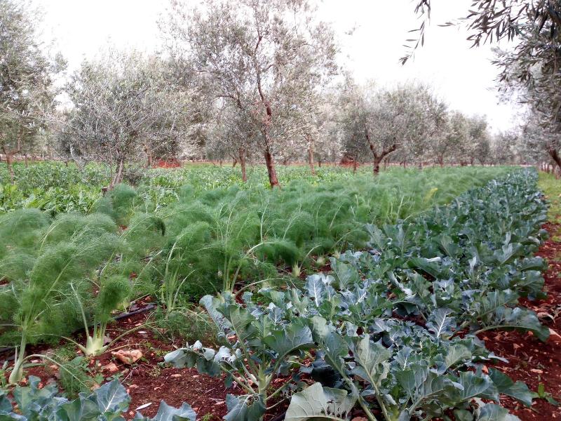 Masseria Don Sante image