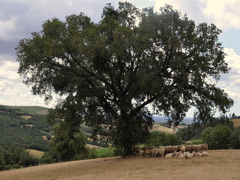 Agriturismo La Meria — general view