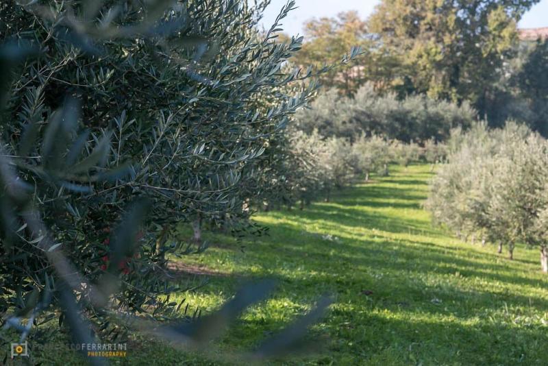 Agriturismo Acetaia Sereni image