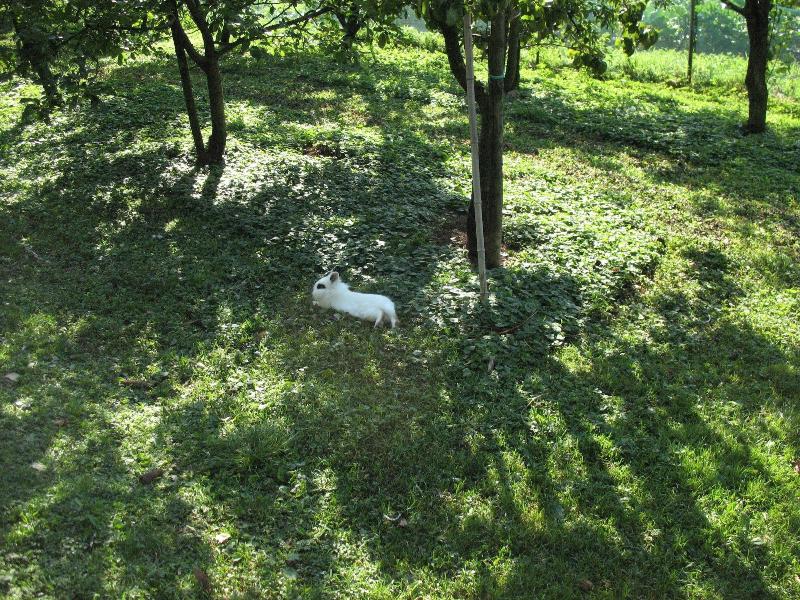 Campo di Cielo image
