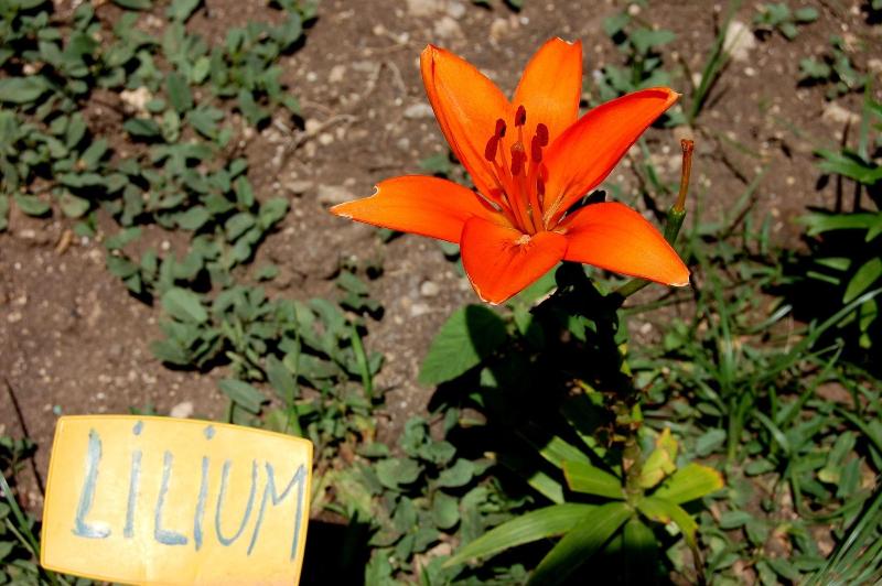 Il Giardino del sole image