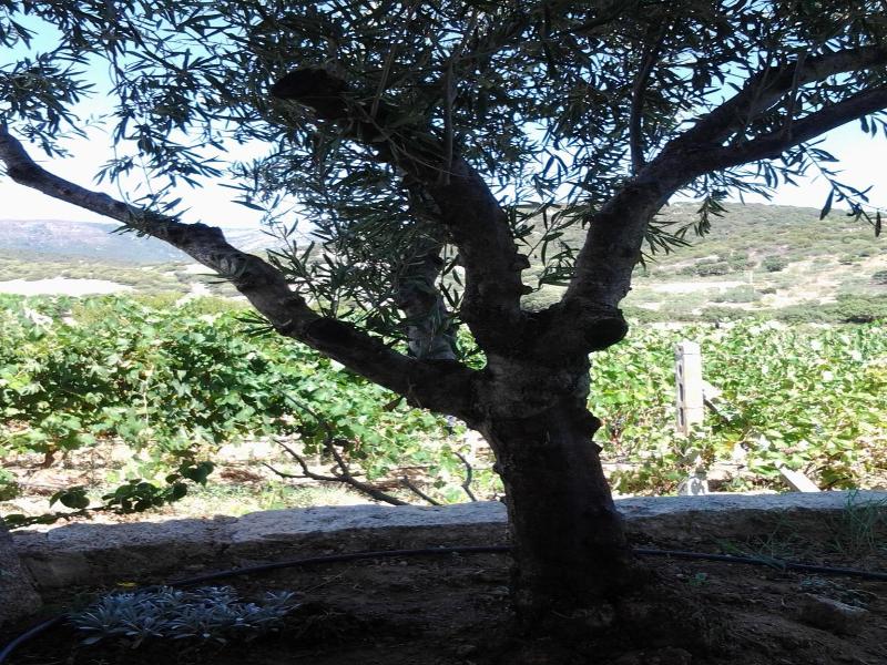 Agriturismo B&B Domo De Resteblas image
