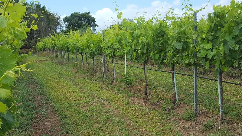 Azienda Agricola Sinisi image
