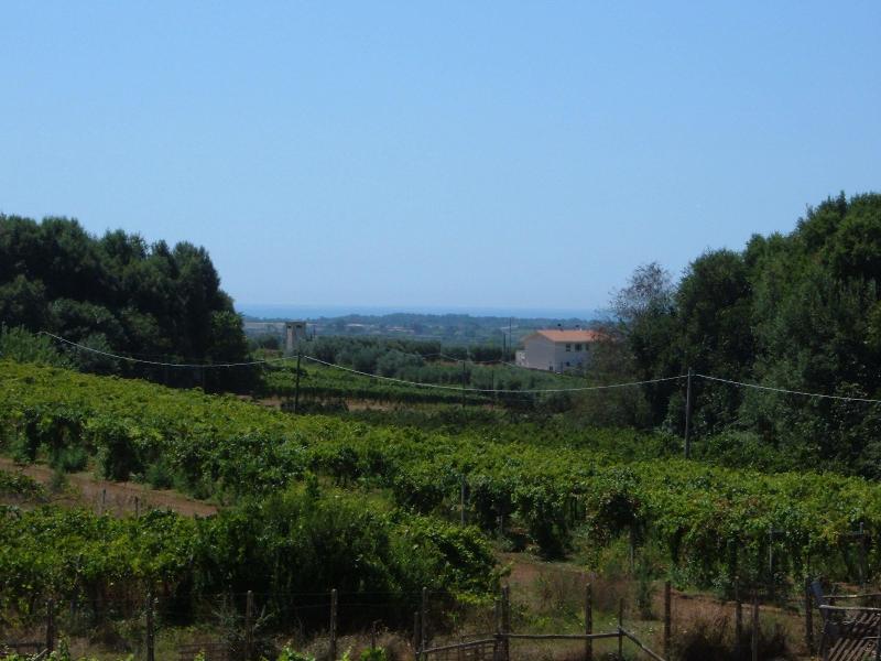 Azienda Agricola Sinisi image