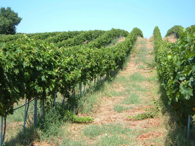 Azienda Agricola Sinisi image