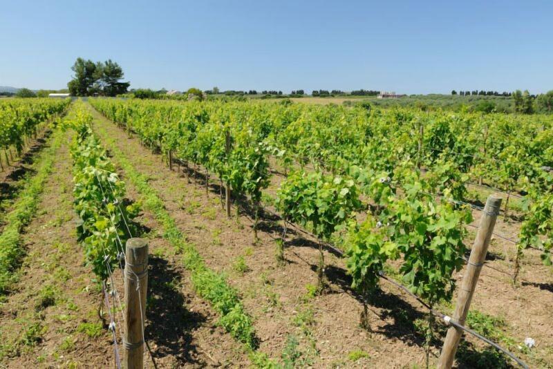 Agriturismo I Vigneti image