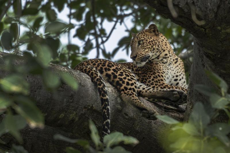 Big Game Yala by Eco Team image