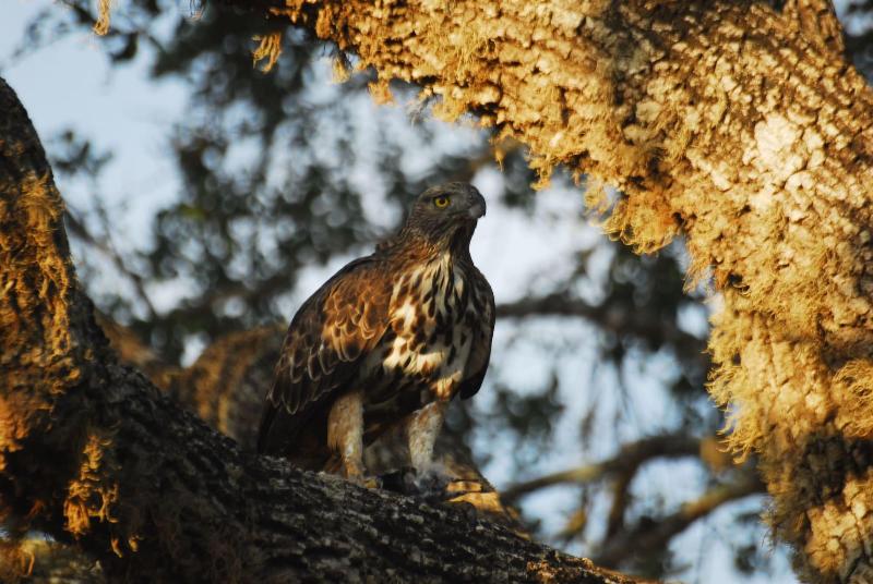 Big Game Yala by Eco Team image