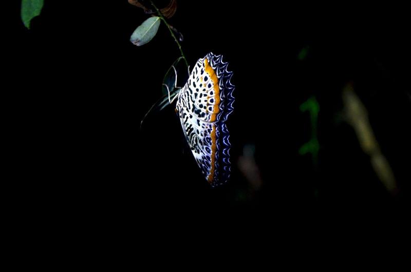Big Game Yala by Eco Team image