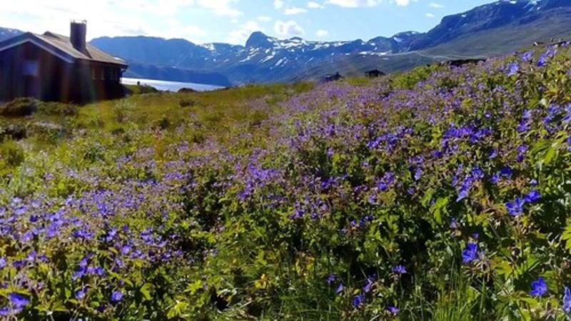 Storestolen Fjellstugu image