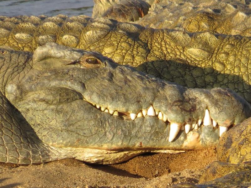 Crocodile Bridge Safari Lodge image