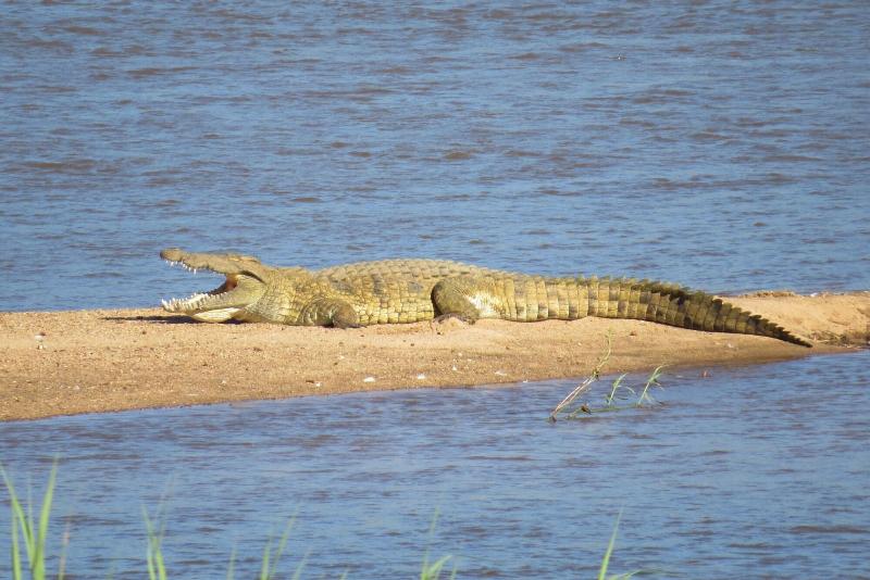 Crocodile Bridge Safari Lodge image