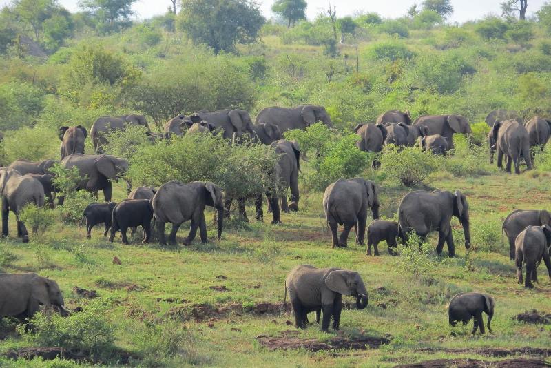 Crocodile Bridge Safari Lodge image