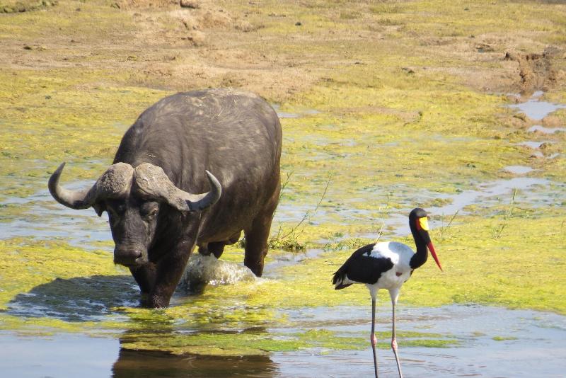 Crocodile Bridge Safari Lodge image