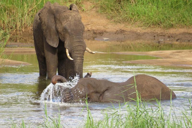 Crocodile Bridge Safari Lodge image