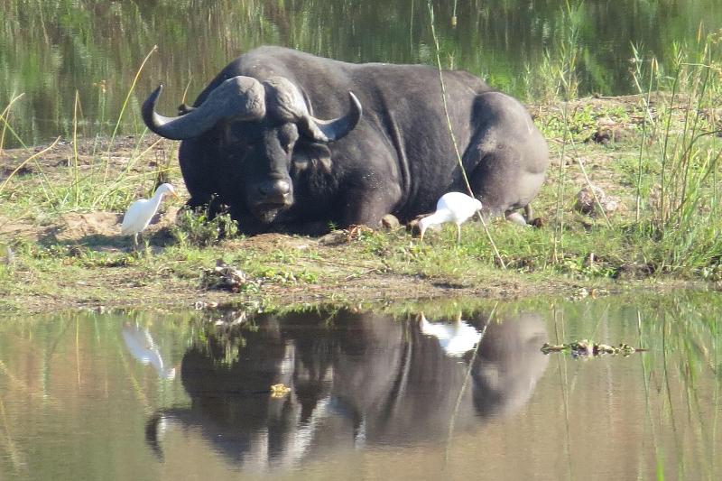 Crocodile Bridge Safari Lodge image