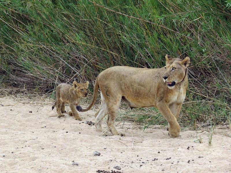 Crocodile Bridge Safari Lodge image