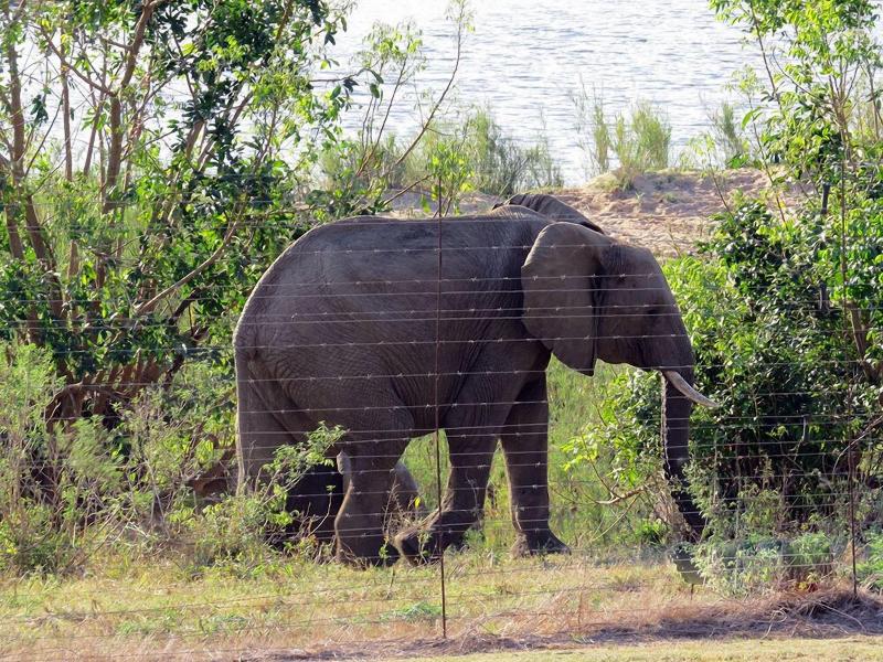 Crocodile Bridge Safari Lodge image