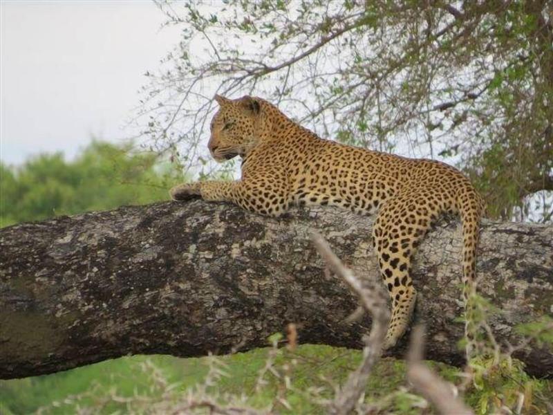Crocodile Bridge Safari Lodge image