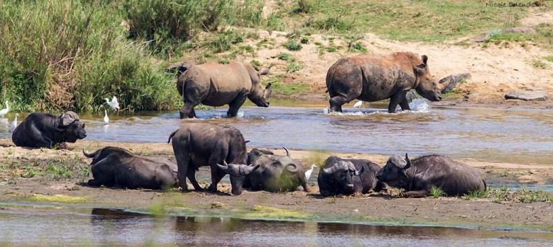 Crocodile Bridge Safari Lodge image