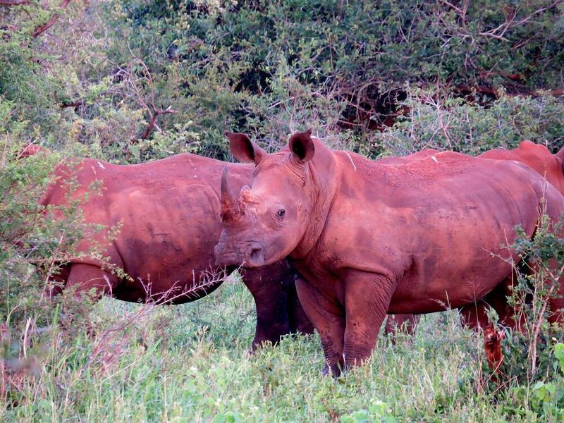 Crocodile Bridge Safari Lodge image