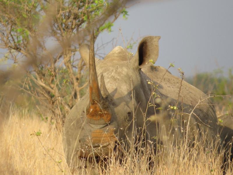 Crocodile Bridge Safari Lodge image
