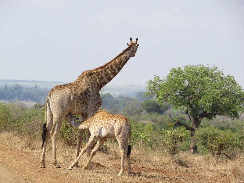 Crocodile Bridge Safari Lodge image